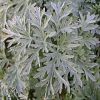 Artemisia Absinthium Silverado